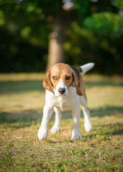 Wet Beagle dog shaking — Stock Photo, Image