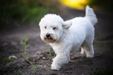 Coton De Tulear 