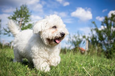 Coton de Tulear kutya játszik a kertben
