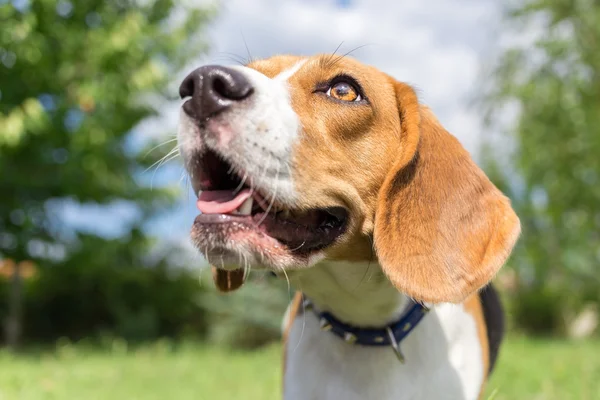 肖像画を閉じるビーグル犬 — ストック写真