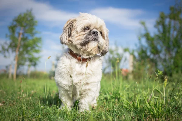 Shih tzu köpek bahar bahçe içinde — Stok fotoğraf