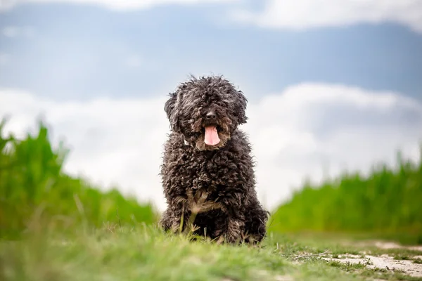 Owczarek węgierski Puli pleneru portret — стокове фото