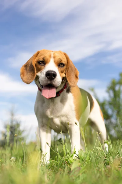 Beagle hond - verticale foto portret — Stockfoto