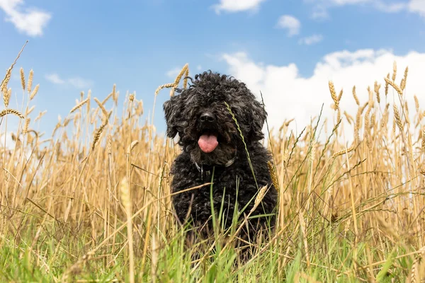 プリ - 黄色い小麦でハンガリーの牧畜犬 — ストック写真