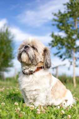 Çimenlerin üzerinde oturan shih tzu köpek