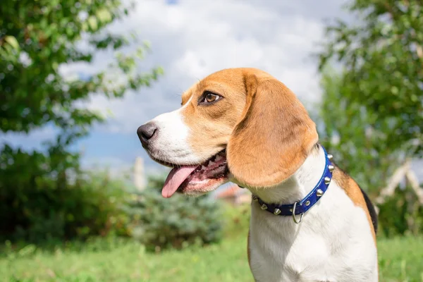 近い肖像画のビーグル犬の子犬 — ストック写真