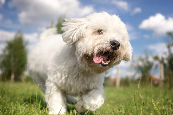 Coton de Tulear dog playing in garden — Stock Photo, Image