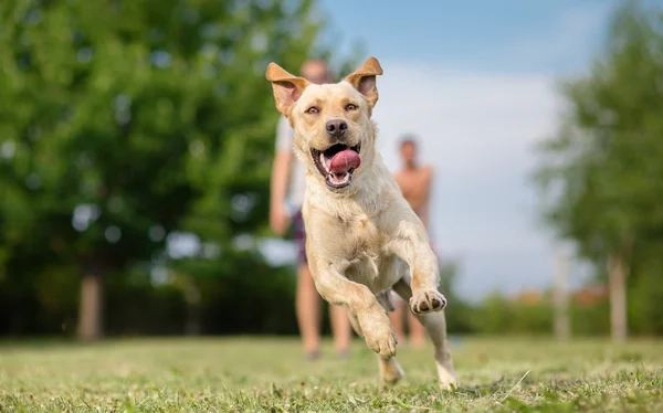 Young Labrador retriever dog in run — Stock Photo, Image