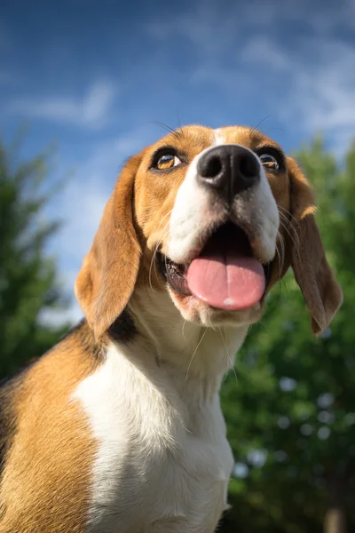 Coup de tête d'un beagle — Photo