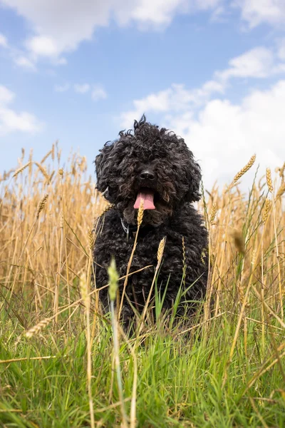 Пулі - Угорська пастуша собака в жовтий пшениці — стокове фото