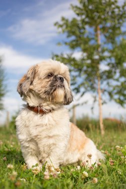 Şirin komik shih tzu doğurmak köpek bir parkta açık havada