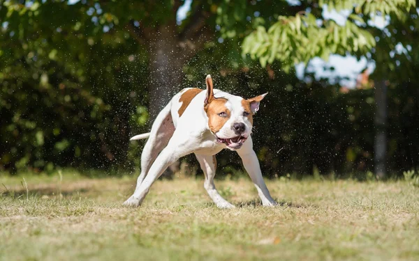 American staffordshire terrier cão molhado tremendo — Fotografia de Stock