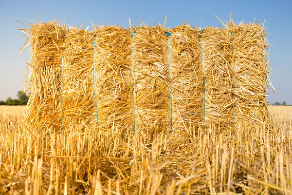 The haystack on the field — Stock Photo, Image