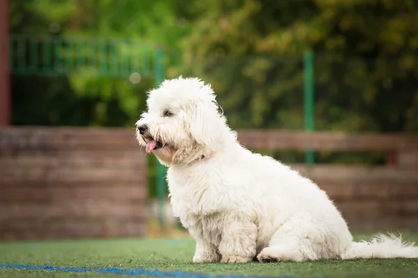 Profile of coton de tulear dog — Stock Photo, Image