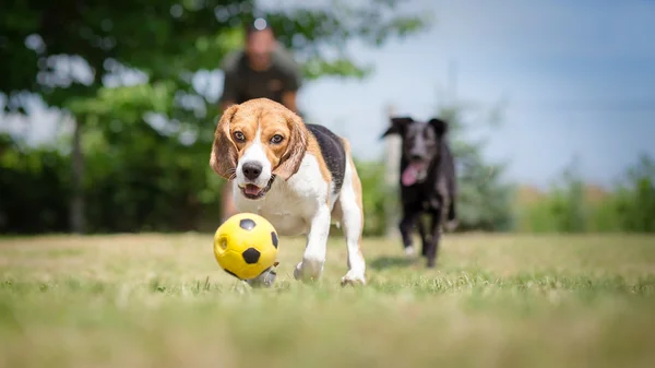 Собаки преследуют футбольный мяч — стоковое фото