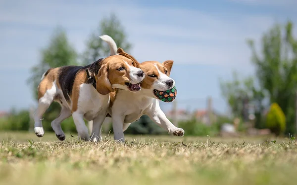 Twee honden spelen met één speelgoed — Stockfoto