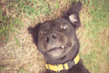 Karışık doğurmak köpek selfie fotoğraf