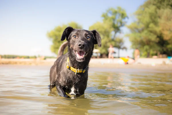 Yaz tatil çok mutlu köpek — Stok fotoğraf