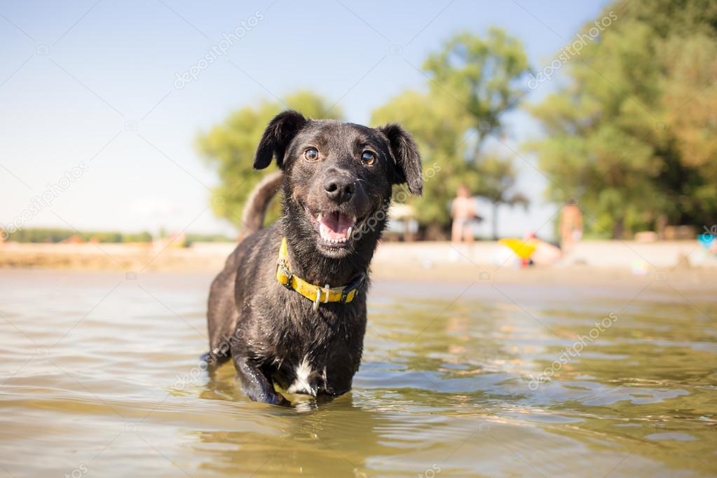 Very Happy dog on summer vacation