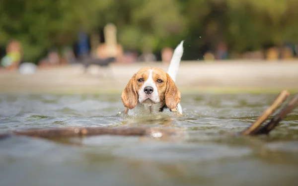 Beagle dog in water portrait