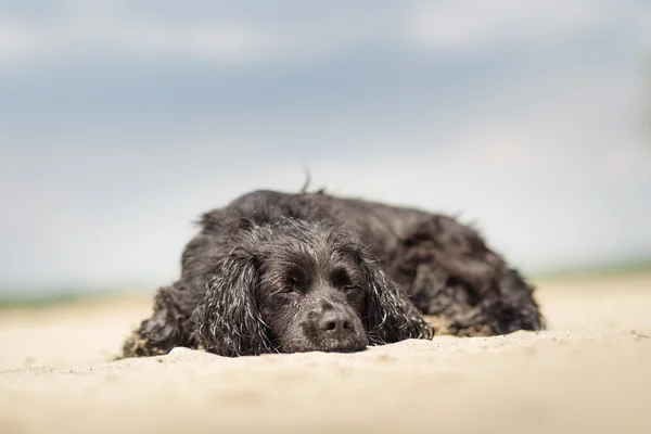 Dog sleeping — Stock Photo, Image