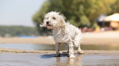 Wet dog on the beach shaking off water