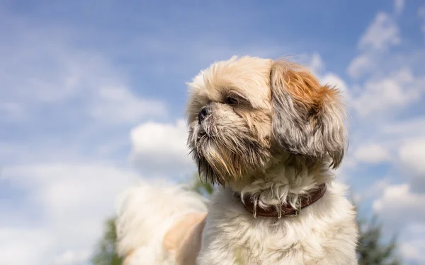 Nauwe portret van shih tzu honden — Stockfoto