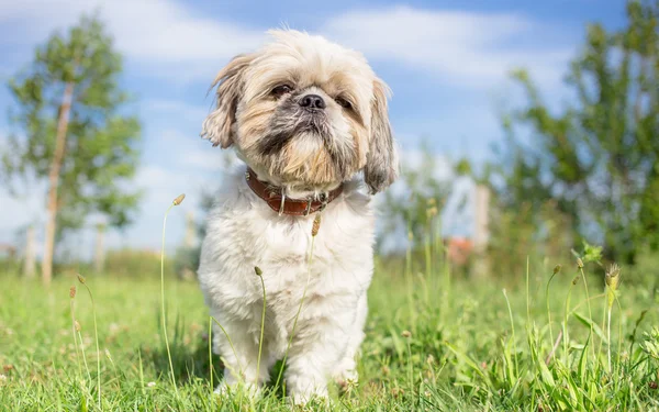 Shih Tzu psa zahradní portrét — Stock fotografie