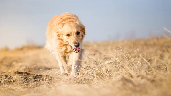 在该字段上运行的金毛猎犬 — 图库照片