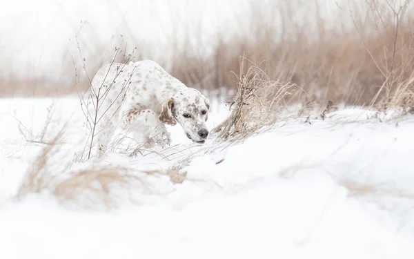 Searching on snow field — Stock Photo, Image