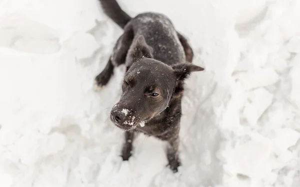 Protect Your Pet During Winter — Stock Photo, Image