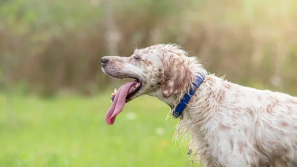 Portrait of wet  dog in swamp — Stock Photo, Image