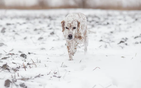 Dog tracking in snow — Stock Photo, Image