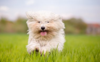 Sevimli beyaz köpek fotoğraf makinesi doğru çalışan