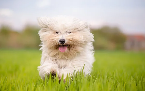 Söt vit hund kör mot kamera — Stockfoto