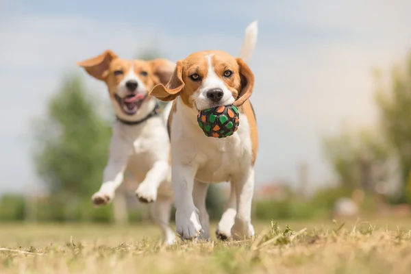 Felices perros divirtiéndose con pelota —  Fotos de Stock