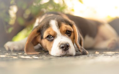 Bahçede yalan beagle köpek yavrusu