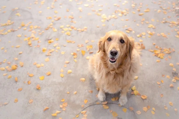 Golden Retriever umgeben von goldenen Blättern — Stockfoto