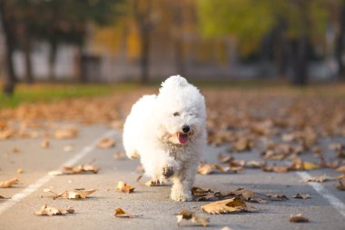 küçük beyaz köpek içinde koşmak - sonbahar arka plan