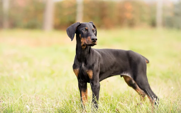 Black Male Doberman Pinscher Puppy Standing — Stock Photo, Image