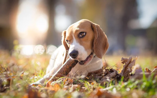 Beagle dog in park chewing on a stick - autumn portrait — Stock Photo, Image