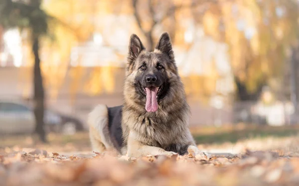 秋の公園でポーズをとるドイツの羊飼いの犬 — ストック写真