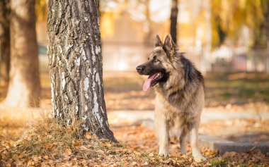 Alman çoban köpek ayakta Park