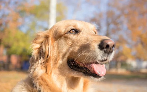 Golden retriever cane autunno ritratto — Foto Stock