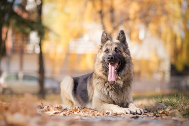 Alman çoban sonbahar yaprakları yalan