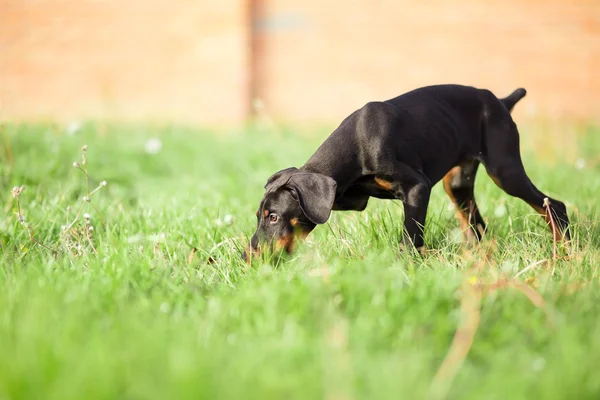 정원에서 doberman pinscher 강아지 — 스톡 사진