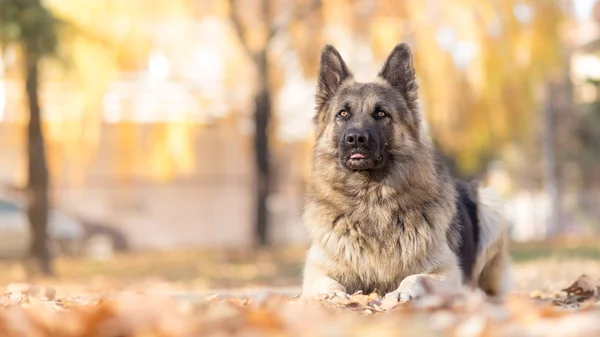 German Shepherd Obedience Training — Stock Photo, Image