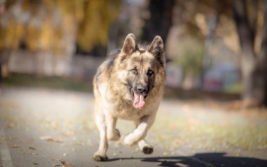 Alman çoban köpek içinde hareket