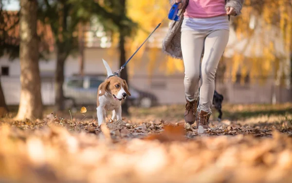 Fille avec son chien Beagle jogging dans le parc — Photo