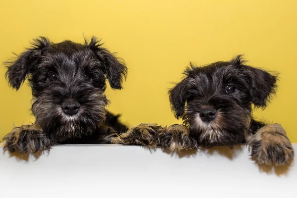 İki sevimli schnauzer kukla — Stok fotoğraf